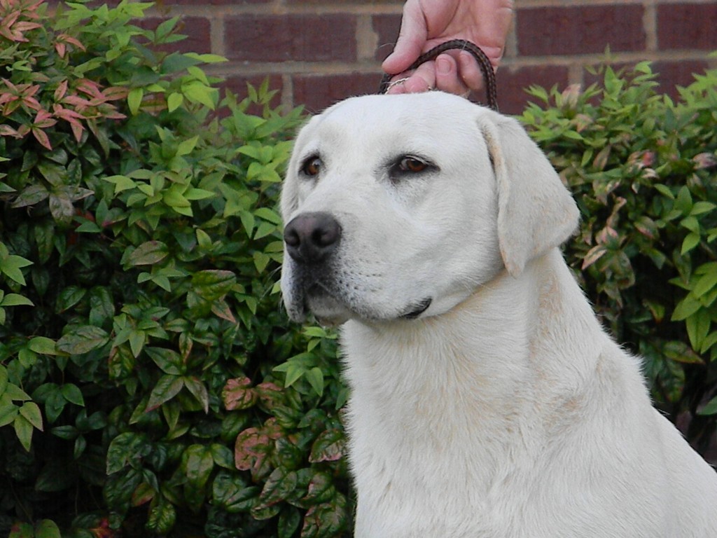 White Labrador Girls