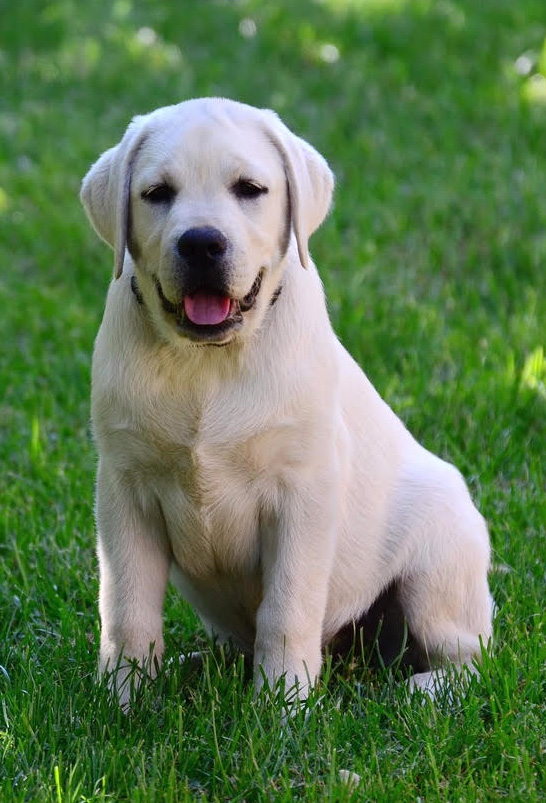 English → Champion White Labrador Stud Dog ← & Snow White Lab Studs