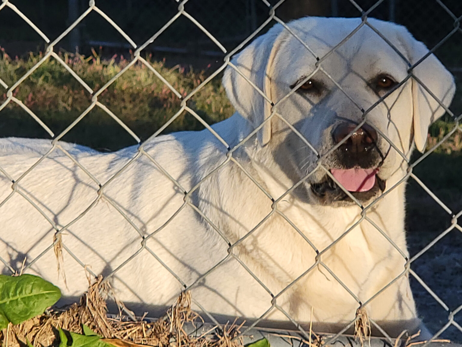 White Lab Puppies