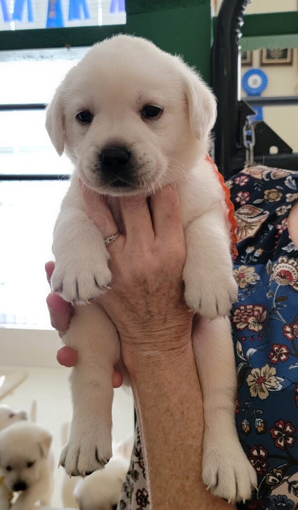 White Lab Puppies