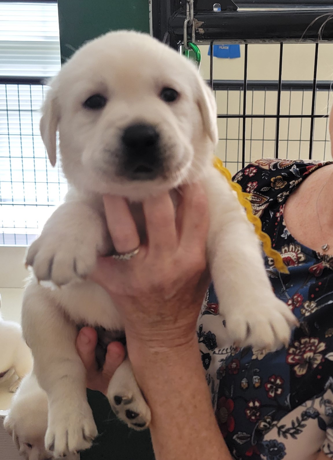 White Lab Puppies