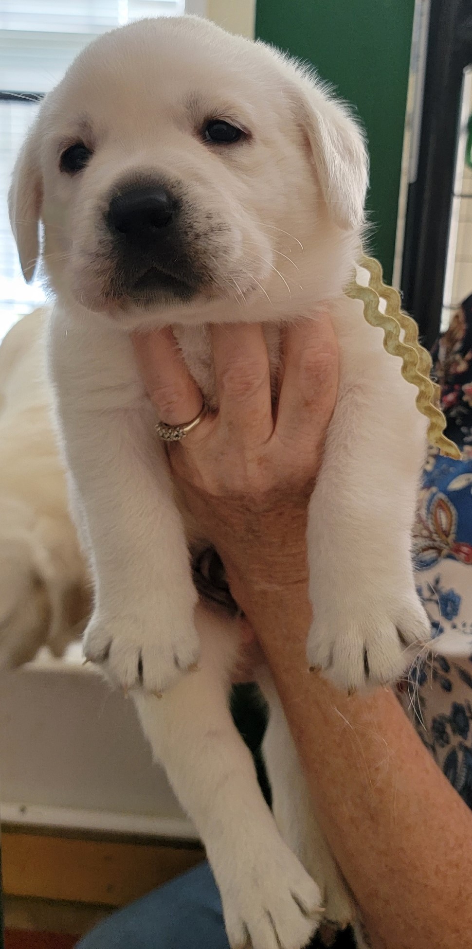 White Lab Puppies