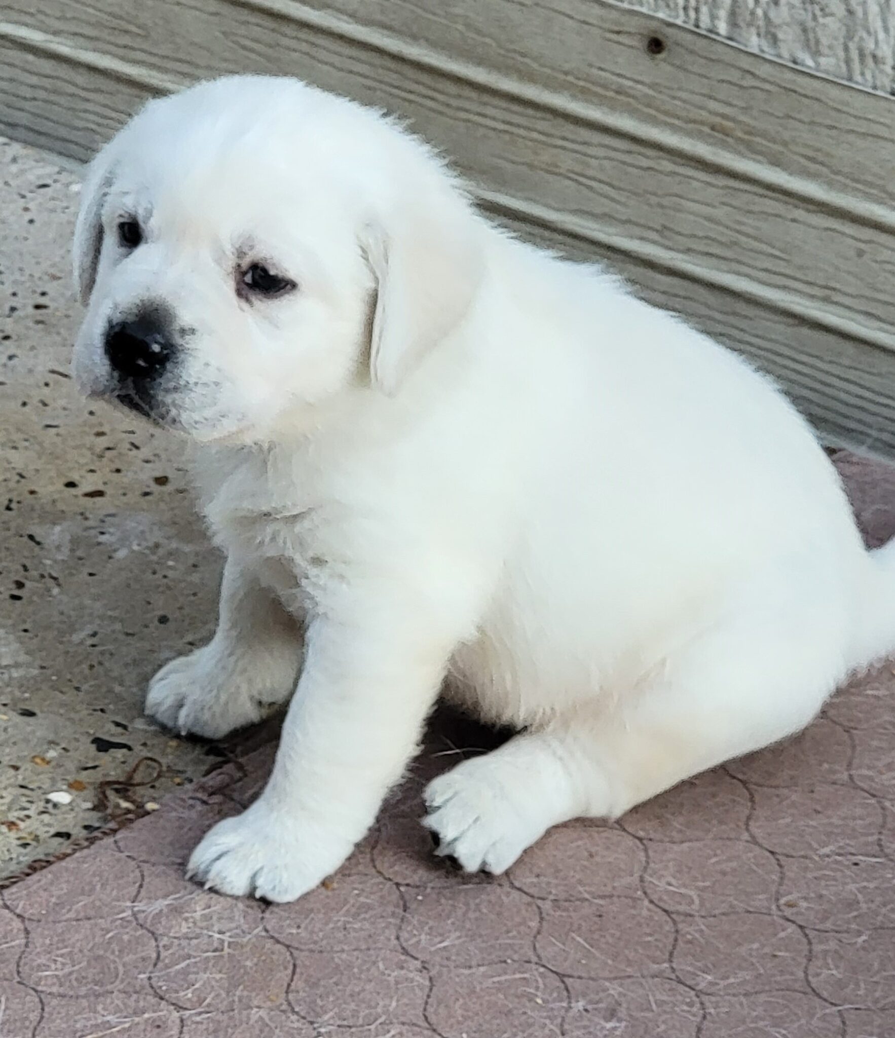 White Lab Puppies