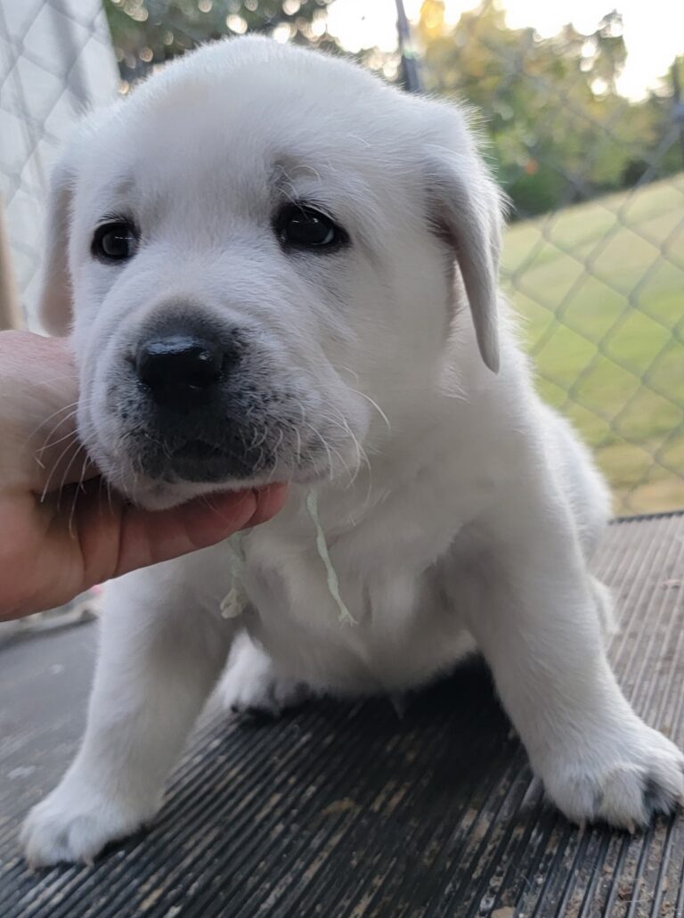 White Lab Puppies