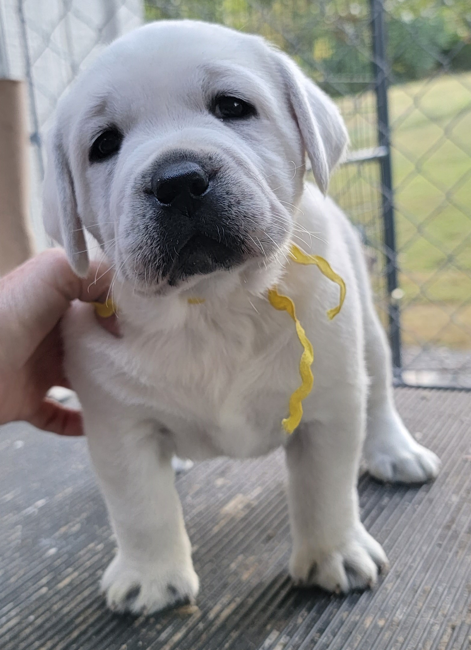 White Lab Puppies