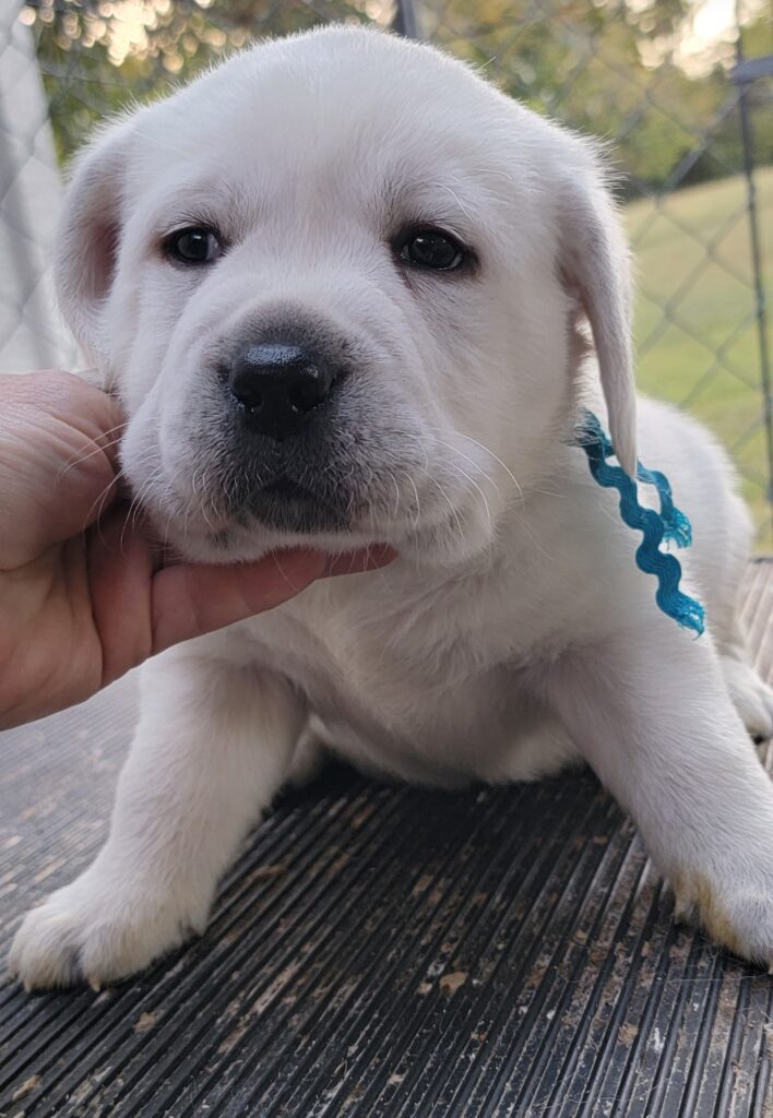 White Lab Puppies