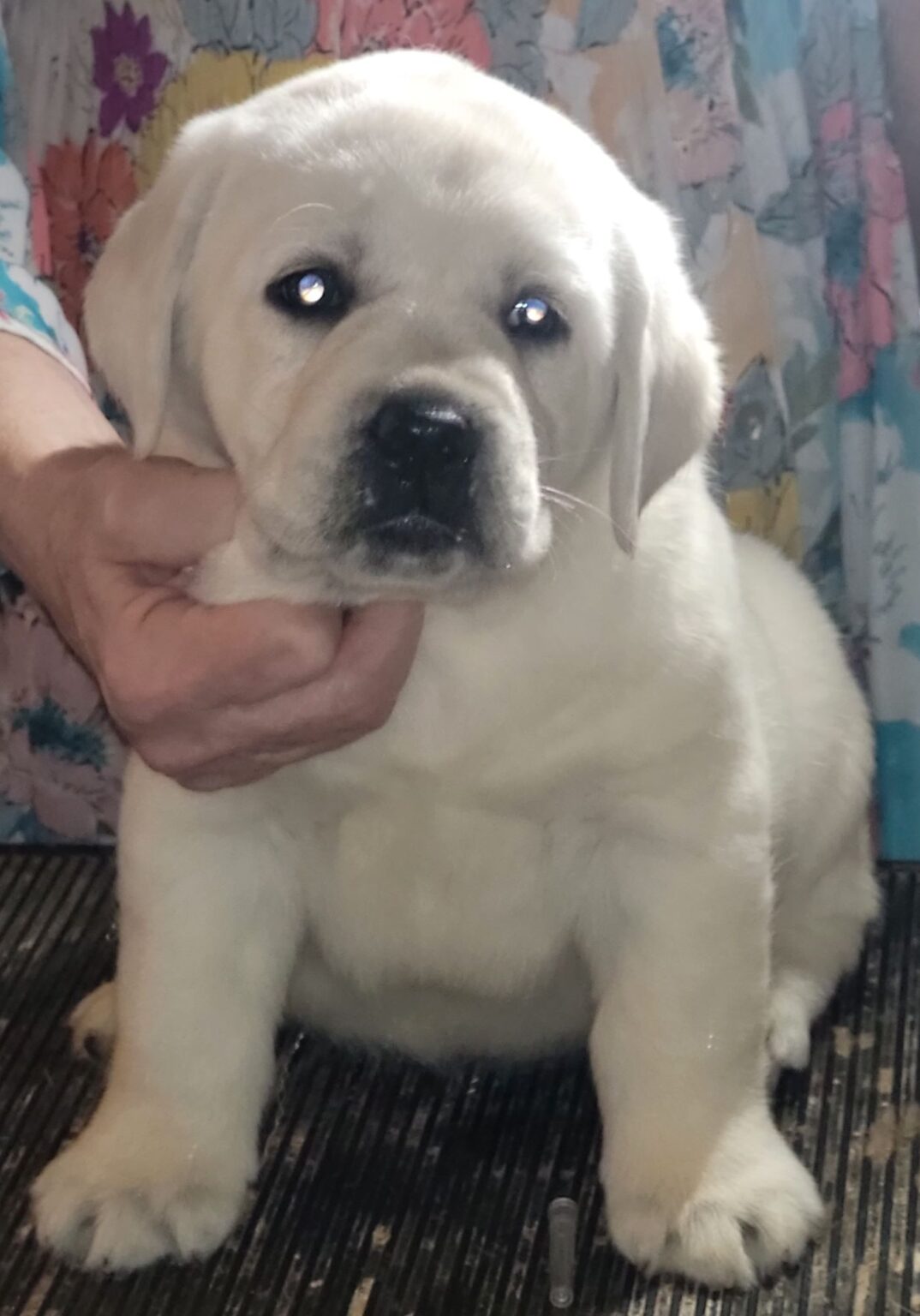 White Lab Puppies