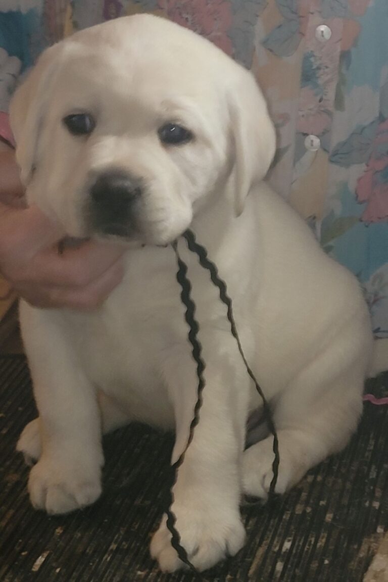 White Lab Puppies