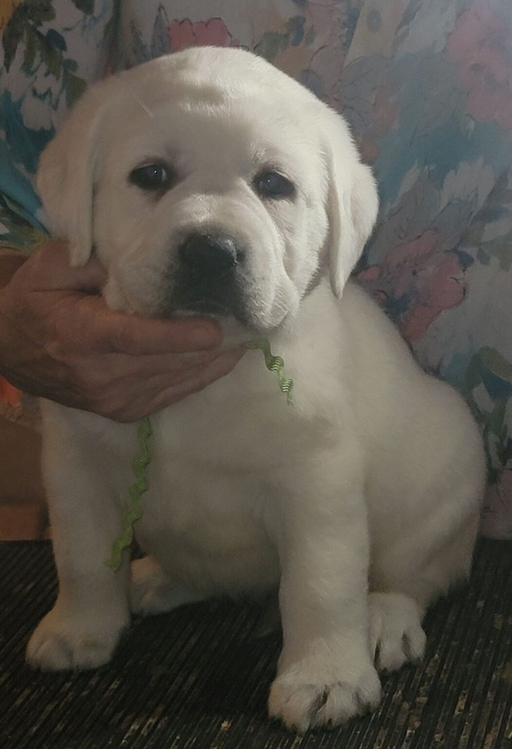 White Lab Puppies