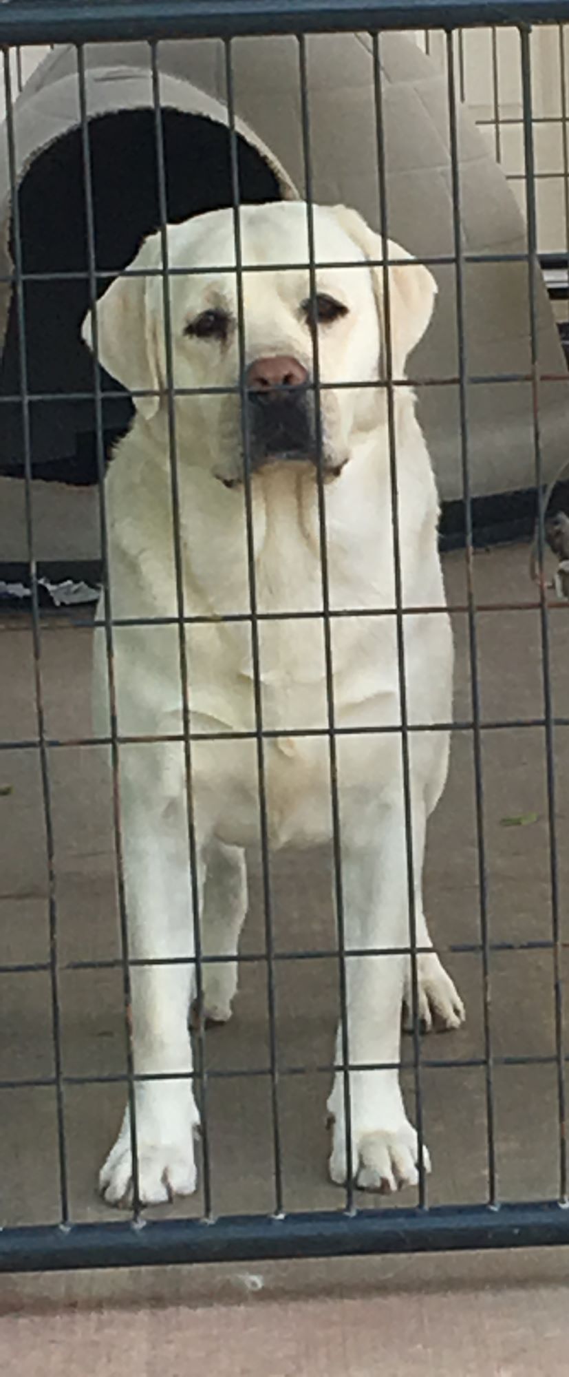 White Lab Puppies