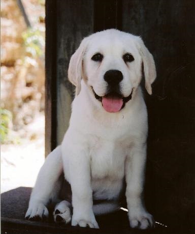 english white labs for sale